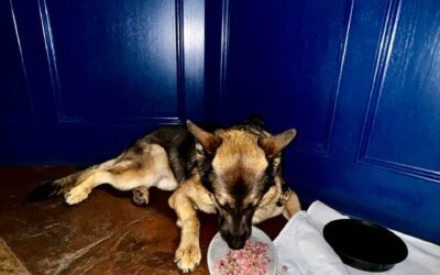 K-9 Sgt. Lanzer dines at Ristorante MV