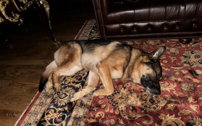 K-9 Sgt. Lanzer is fatigued